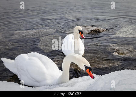 Closeup of two swans in the icy waters of lake Ontario Stock Photo