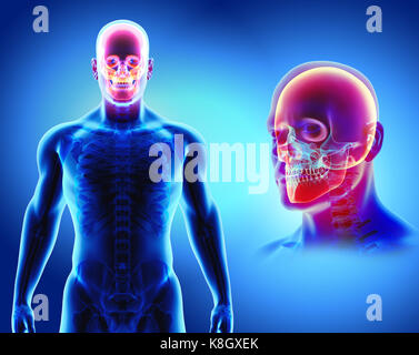 3D illustration of skull anatomy - part of human skeleton, medical concept. Stock Photo