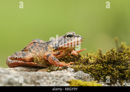 A Common Frog or European Common Frog (Rana temporaria) sitting on a rock covered in moss. Stock Photo