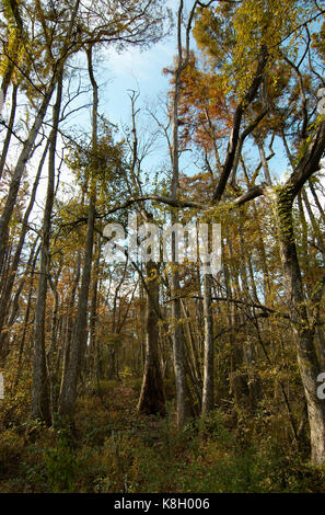 Bluebonnet Swamp, Baton Rouge, Louisiana Stock Photo