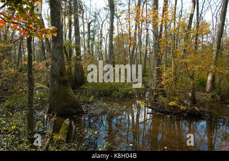 Bluebonnet Swamp, Baton Rouge, Louisiana Stock Photo