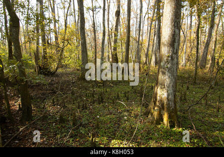 Bluebonnet Swamp, Baton Rouge, Louisiana Stock Photo