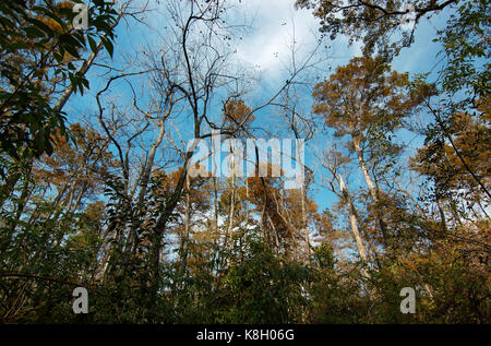 Bluebonnet Swamp, Baton Rouge, Louisiana Stock Photo