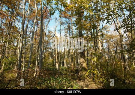 Bluebonnet Swamp, Baton Rouge, Louisiana Stock Photo