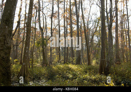 Bluebonnet Swamp, Baton Rouge, Louisiana Stock Photo