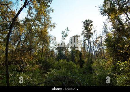 Bluebonnet Swamp, Baton Rouge, Louisiana Stock Photo