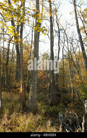 Bluebonnet Swamp, Baton Rouge, Louisiana Stock Photo