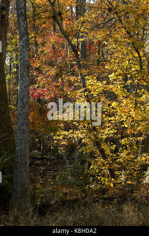 Bluebonnet Swamp, Baton Rouge, Louisiana Stock Photo