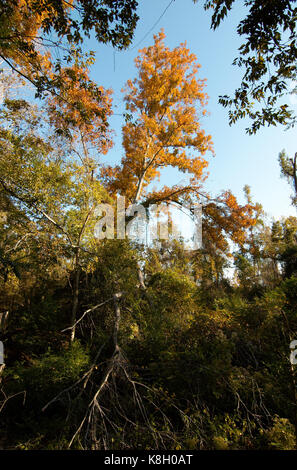 Bluebonnet Swamp, Baton Rouge, Louisiana Stock Photo