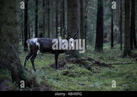 A reindeer with big horns walks through a dark forest in autumn. Stock Photo