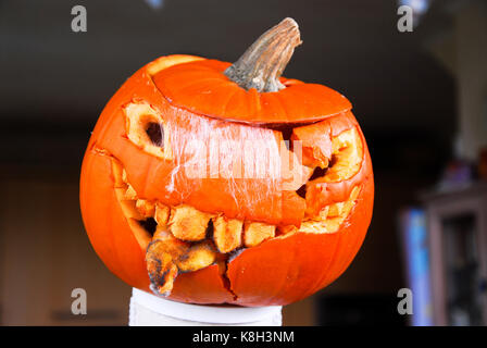 A bonfire effigy's rotting pumpkin 'head 'grows a mould fringe and starts to look uncannily like Donald Trump Stock Photo