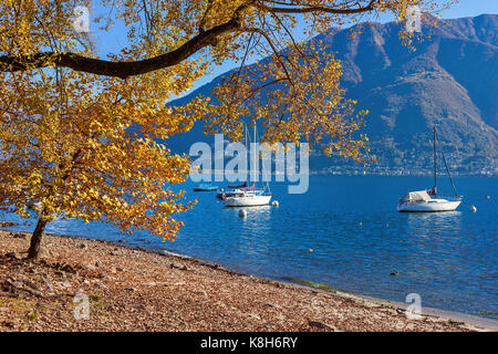 Tree with yellow leaves on lake shore of famous Lake Maggiore with yachts on blue water in Locarno, Switzerland. Stock Photo