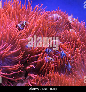 Percula Clown Fish in Orange Polyps at Coral Reef Stock Photo