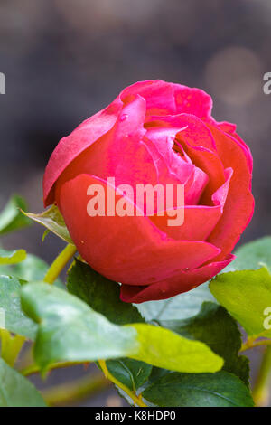 Opening bud of the red crimson flowered English rose, Rosa 'Heathcliff' Stock Photo