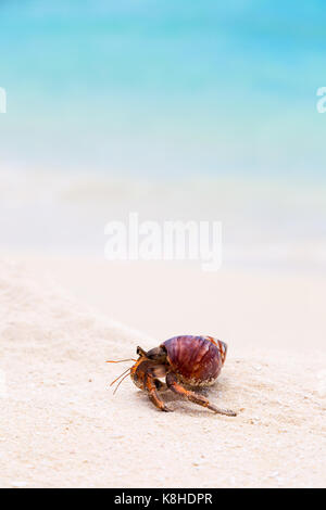 Concept image - a hermit crab, the Maldives - concept determination, slow but steady, trying, progress, never give up Stock Photo