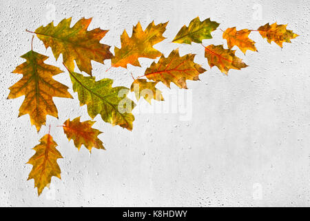 Colourful highlighted wet autumn leaves with drops of water stuck to a window on a gray background. Stock Photo