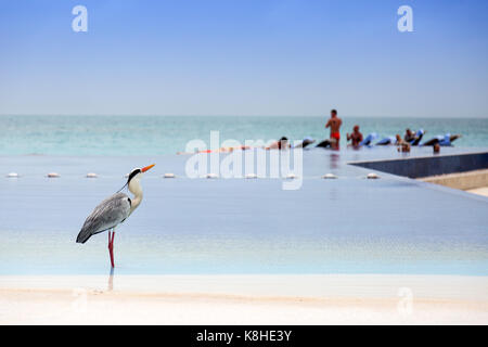 Maldives Resort - Grey heron, Ardea cinerea, in the swimming pool, Kuramathi Resort hotel, the maldives, Asia Stock Photo