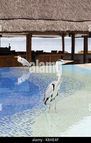 Maldives Resort - Grey herons, Ardea cinerea, in the swimming pool, Kuramathi Resort hotel, the maldives, Asia Stock Photo