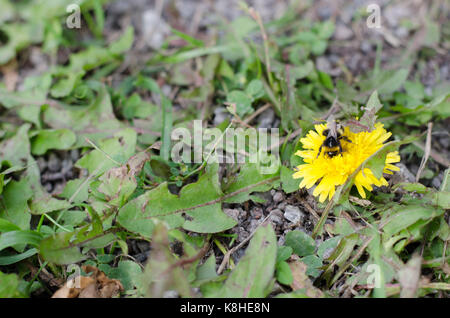 Bumble bee pollinating a dandelion during autumn. Being a busy bee. Stock Photo