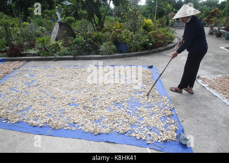 Farmer harvest traditional chinese medicine. ho chi minh city. vietnam. Stock Photo