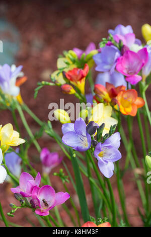 Freesia mixed flowers in a garden border. UK Stock Photo