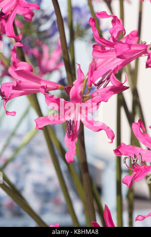 Nerine bowdenii. Bowden lily flowers in a display at RHS Wisley autumn flower show. Surrey. UK Stock Photo
