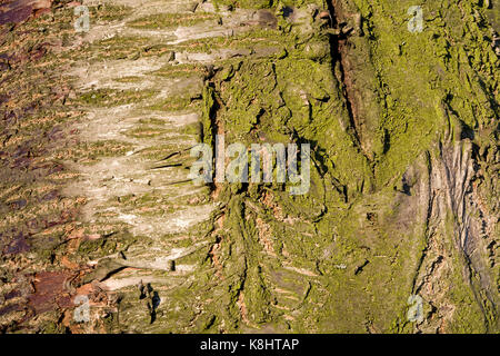Bark on the trunk of an old cherry tree.Details.Texture. Stock of an old cherry tree in early spring. Stock Photo