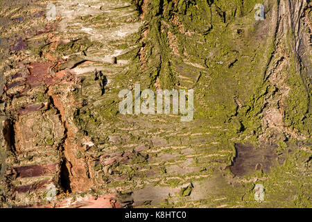 Bark on the trunk of an old cherry tree.Details.Texture. Stock of an old cherry tree in early spring. Stock Photo