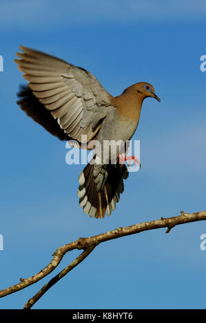 Whitewing doves flying in and landing on tree branches in Texas Stock Photo