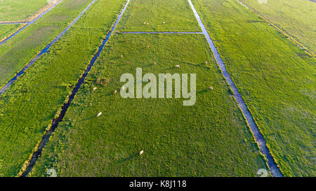An aerial shot of cows grazing in a field Stock Photo