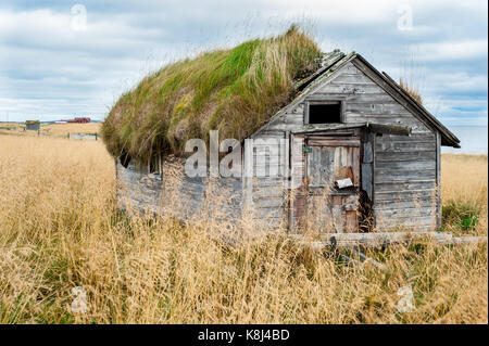 Damaged and weathered wooden house cabin with living roof covered in long grass in the middle of an abandoned field Stock Photo