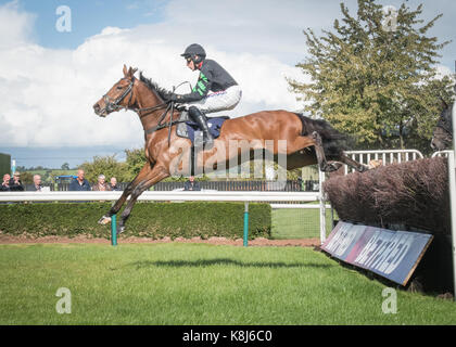 Racehorse jumps the chase fence at Uttoxeter Racecourse Stock Photo