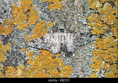 Peppered Moth Biston betularia camouflaged on a lichen covered tree Stock Photo
