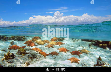 Seascape over and under water surface cloudy blue sky with starfishes underwater Stock Photo