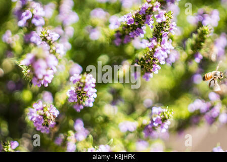 A small swarm of bees work on a patch of sage plants in the Denver Botanical Garden. Stock Photo