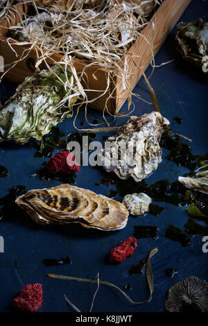 Arrangement of fresh oysters on  countertop. Close up. Stock Photo