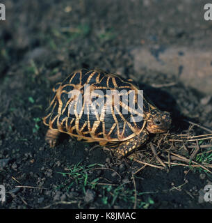 Indian Star Tortoise Geochelone elegans. Stock Photo