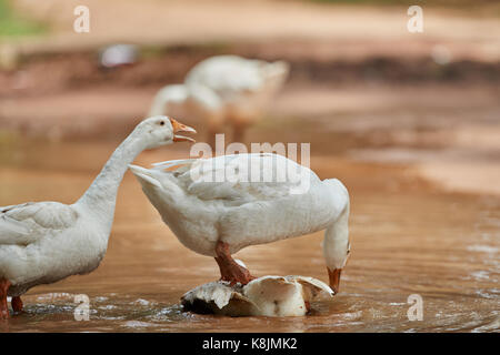 Domestic white goose happily bathing in the pond with water drops splashing all over Stock Photo