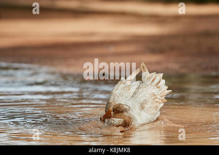 Domestic white goose happily bathing in the pond with water drops splashing all over Stock Photo