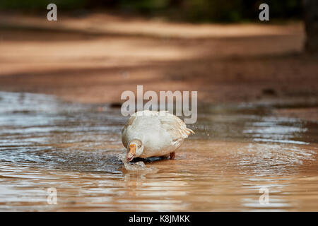 Domestic white goose happily bathing in the pond with water drops splashing all over Stock Photo