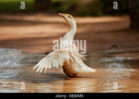 Domestic white goose happily bathing in the pond with water drops splashing all over Stock Photo