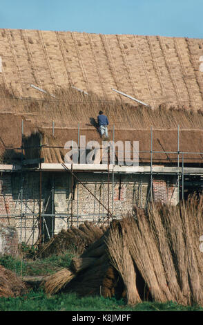 Waxham Great Barn, Norfolk. Late 16th century, largest barn in the county. In process of being re-thatched November 1992 Stock Photo