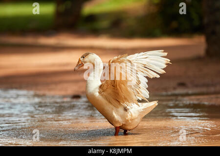 Domestic white goose happily bathing in the pond with water drops splashing all over Stock Photo