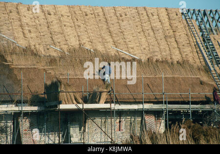 Waxham Great Barn, Norfolk. Late 16th century, largest barn in the county. In process of being re-thatched November 1992 Stock Photo