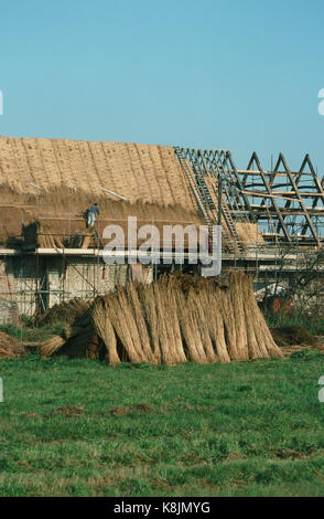 Waxham Great Barn, Norfolk. Late 16th century, largest barn in the county. In process of being re-thatched November 1992 Stock Photo