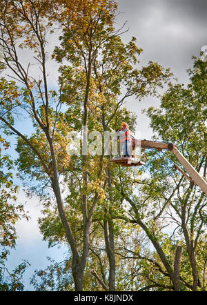 Tree pruning and sawing by a man with a chainsaw Stock Photo