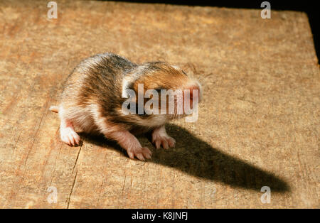 Golden or Syrian Hamster (Mesocricetus auratus). Ten days old young, covered in fur but still blind. Stock Photo