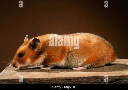 Golden or Syrian Hamster (Mesocricetus auratus). Adult female on a nesting box. Profile.