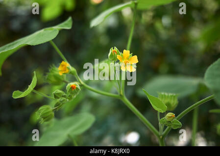 Abutilon theophrasti Stock Photo