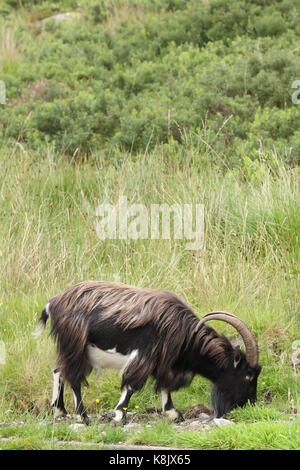 Wild Scottish Goat, Scotland. UK. Stock Photo